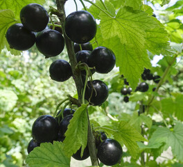 Black currant on the bush
