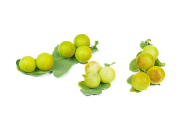 Oak apples or gall on an oak leaves. Parasite on plant.