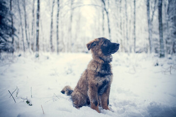 Potrait of an german shepherd puppy standing in the snow. Young Dog in winter