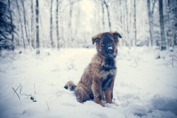 Potrait of an german shepherd puppy standing in the snow. Young Dog in winter