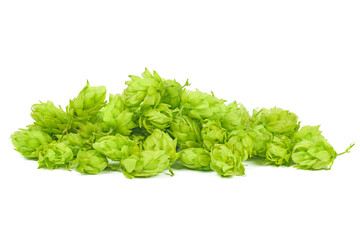 Fresh green hop cones isolated on white background.