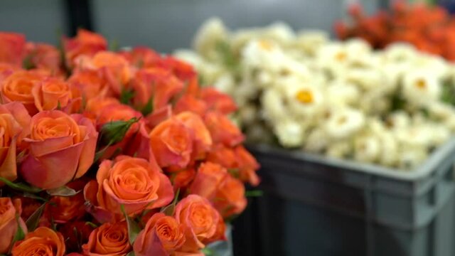 Buckets of dozens of orange roses and white sunflowers together on a rose plantation. All plants have been harvested for Valentine's Day.