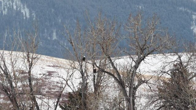 Bald Eagles in Bozeman Montana