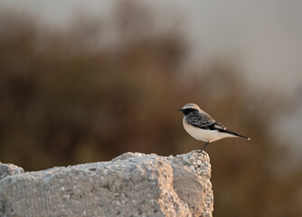 Pied wheatear at Busaiteen coast of Bahrain