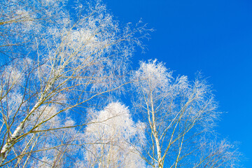  Frozen winter forest with snow covered trees.