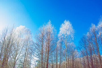  Frozen winter forest with snow covered trees.
