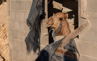 Camel looking from a window of a house under construction in an Arabic village.