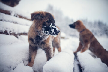 Potrait of an german shepherd puppy standing in the snow. Young Dog in winter