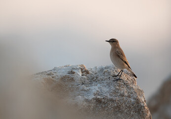 Isabelline Wheatear perched on the rock at Busaiteen coast of Bahrain