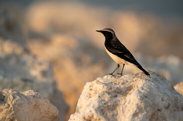 Pied wheatear perched on the rock at Busaiteen, Bahrain