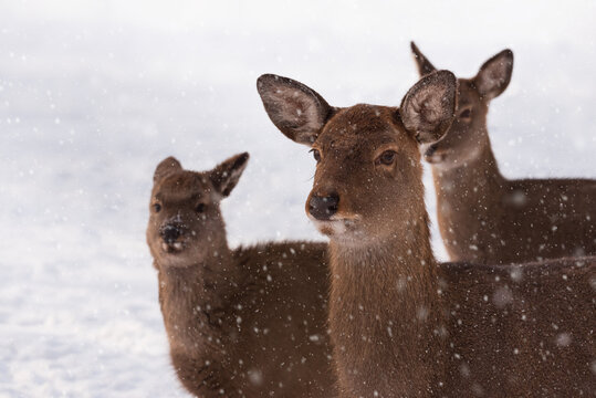 Red deer stag in winter snowy field. Selective focus