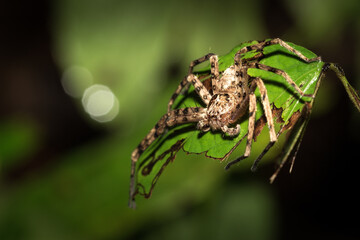 The little spider