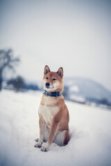 Portait of an red shiba inu standing in a winter landscape. Dog in the snow.