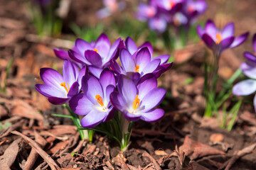 Close-up blooming purple crocus flowers on meadow under sun beams in spring time. Beautiful spring background. Selective focus