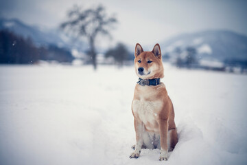 Portait of an red shiba inu standing in a winter landscape. Dog in the snow.
