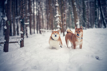 Portait of an red shiba inu standing in a winter landscape. Dog in the snow.