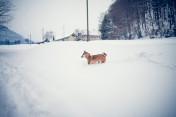 Portait of an red shiba inu standing in a winter landscape. Dog in the snow.