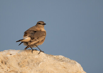A puffed Isabelline Wheatear at Busaiteen coast of Bahrain