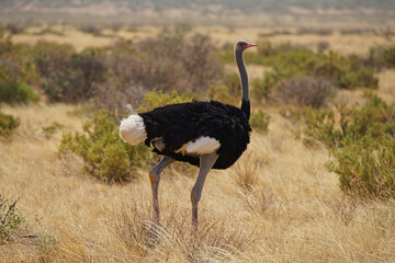 The male ostrich with black feathers and white tails stands on the grassland. Large numbers of animals migrate to the Masai Mara National Wildlife Refuge in Kenya, Africa. 2016.