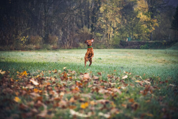 Magyar Vizla running on a field. Dog run away with speed. Happy dog play and run in the nature