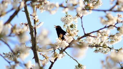 Amsel