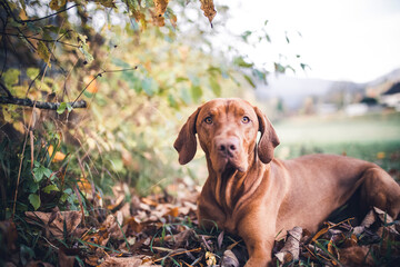 Magyar vizla in autumn . Dog lying on leaves.