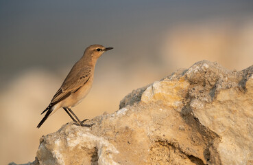 Isabelline Wheatear at Busaiteen coast of Bahrain in the morning