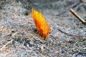 Fiery orange mushroom Calocera viscos growing from needles