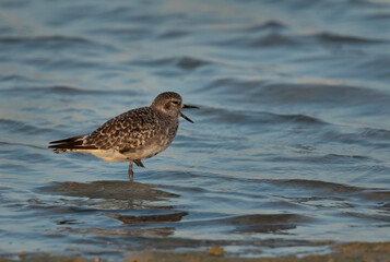 Grey plover at Busaiteen coast of Bahrain