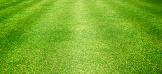 grass background Golf Courses green lawn