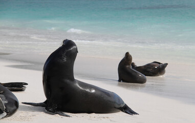 Sea lions of the Galapagos Islands