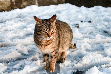 cat in snow
