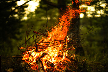 campfire in nature