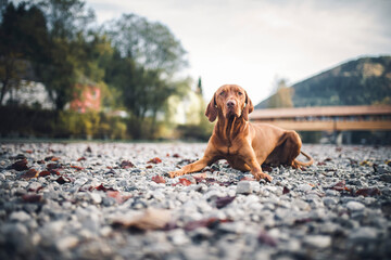 Portrait of an proud Magyar Vizla close to the river. Beautiful dog lying/standing on rocks. 