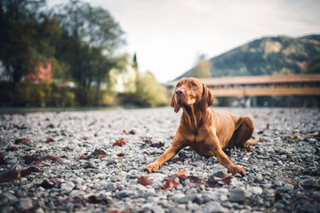 Portrait of an proud Magyar Vizla close to the river. Beautiful dog lying/standing on rocks. 