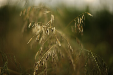 oats