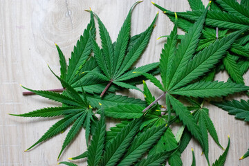 cannabis leaf background