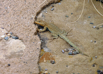 Lizard in the desert at Chaco