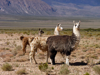 Three llamas posing in the Altiplano © Hugo Ikehara