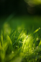 green grass background