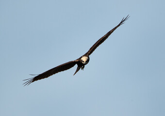 Eurasian Marsh harrier hovering at Asker Marsh, Bahrain