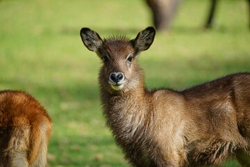 A waterbuck (Kobus ellipsiprymnus) stood on the green grass. Large numbers of animals migrate to the Masai Mara National Wildlife Refuge in Kenya, Africa. 2016.