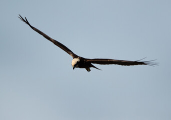 Eurasian Marsh harrier in flight at Asker Marsh, Bahrain