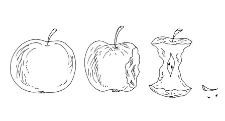 Apple, fruit, apple pieces, core. Vector illustration.