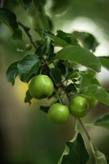 green apples on a tree