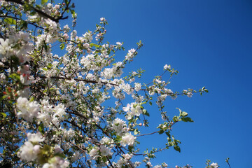 abloom, apple, apple tree, april, background, beautiful, beauty, bloom, blooming, blossom, blue, botanical, botany, branch, bright, bud, closeup, color, decoration, delicate, flora, floral, flower, fr