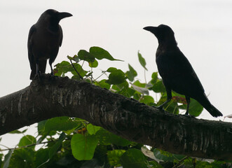 crow on a branch