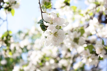 abloom, apple, apple tree, april, background, beautiful, beauty, bloom, blooming, blossom, blue, botanical, botany, branch, bright, bud, closeup, color, decoration, delicate, flora, floral, flower, fr