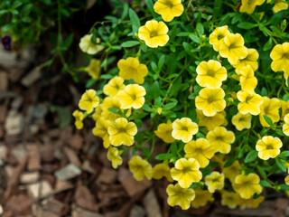 Helianthemum nummularium Wisley Primrose, It is a flower that feels bright and warm and is lovely.