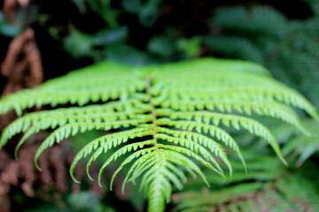 Heligan garden (Cornwall, England)